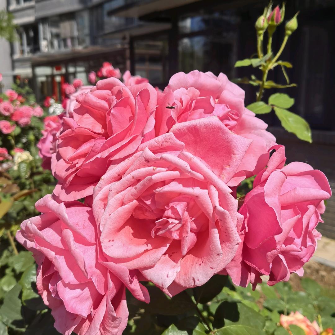 linda头像