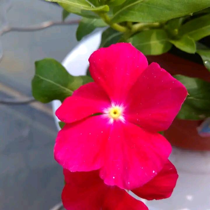 水蜜桃