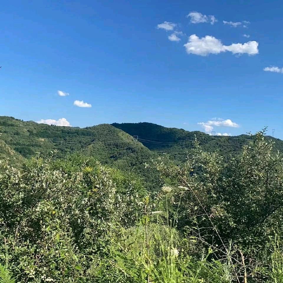 ঞོ 彼岸花ꦿ᭄࿐