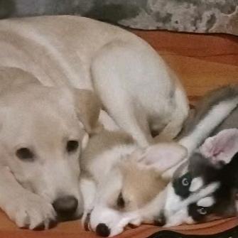 包子是汪汪队长