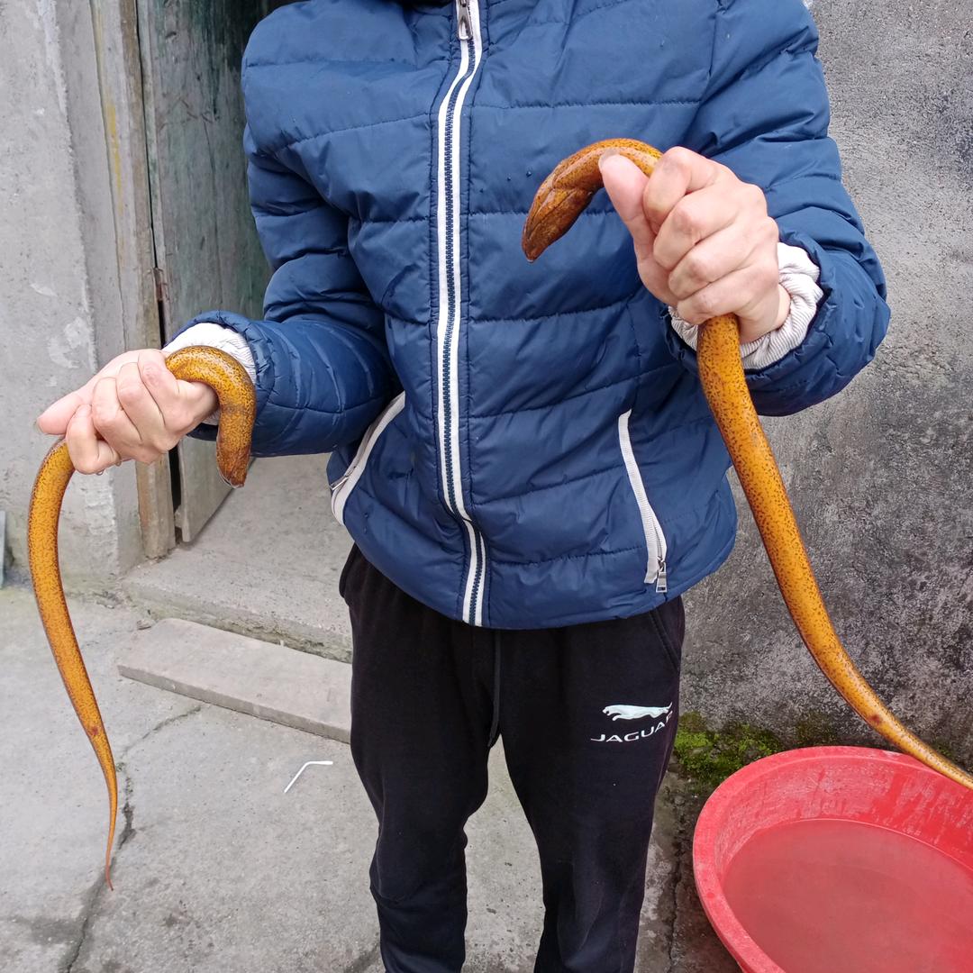 黄鳝飞哥（小田）