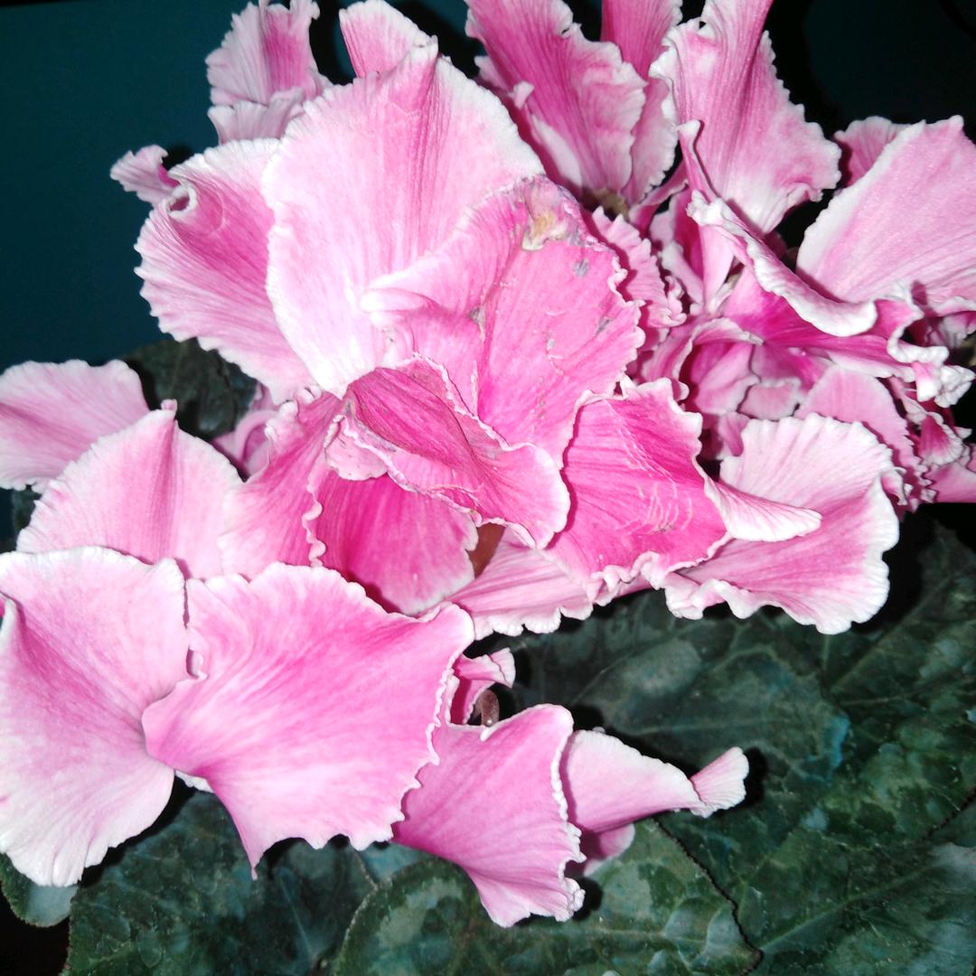 丁香花