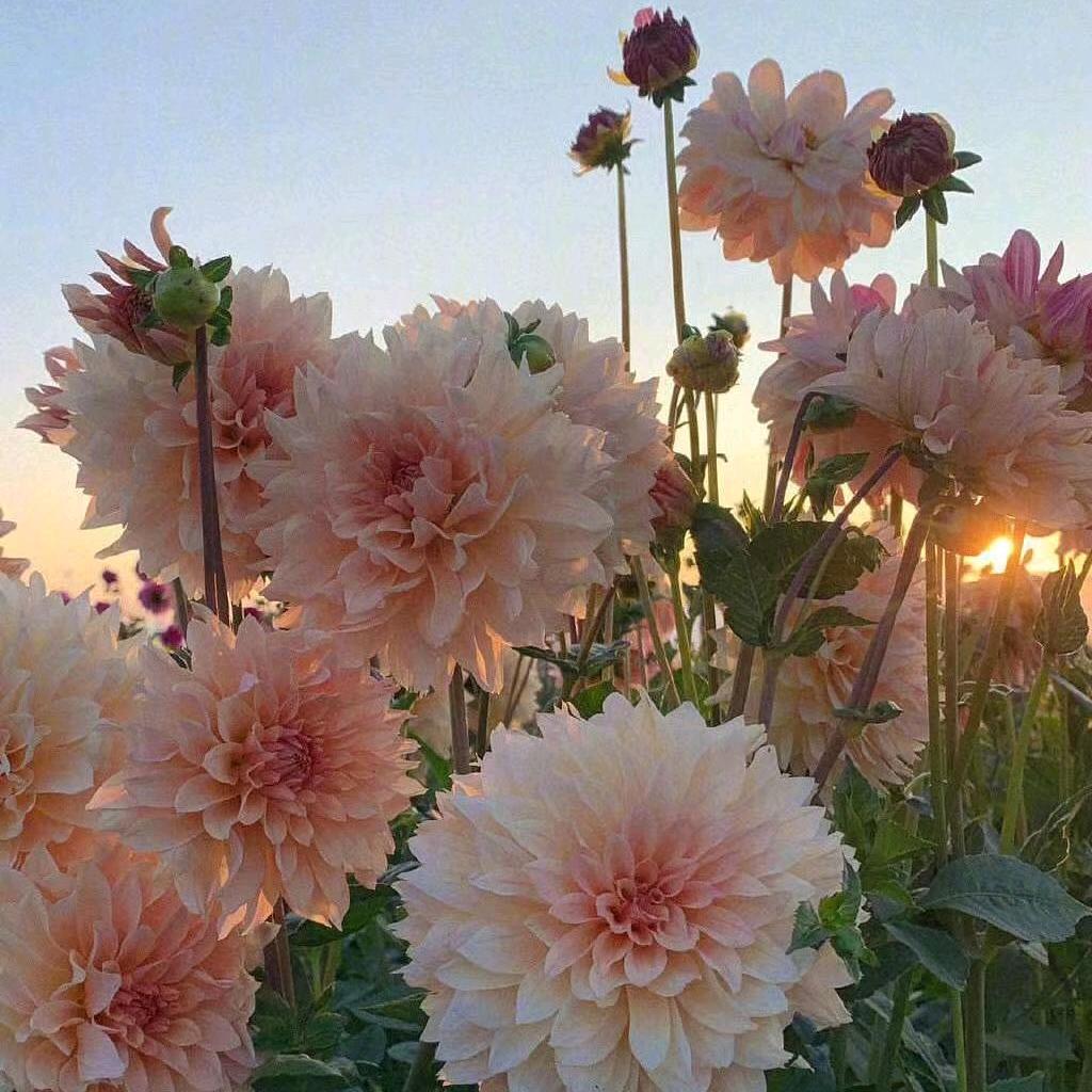 开心快乐每一天🌹🌹🌹