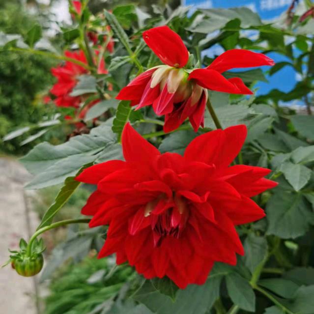 花开花又落1