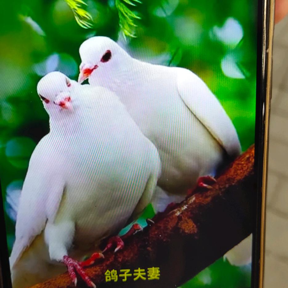 爱心