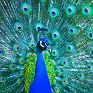 孔雀东南飞_一路芳华