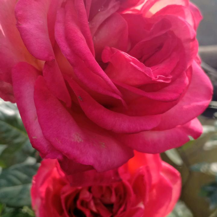 花开四季