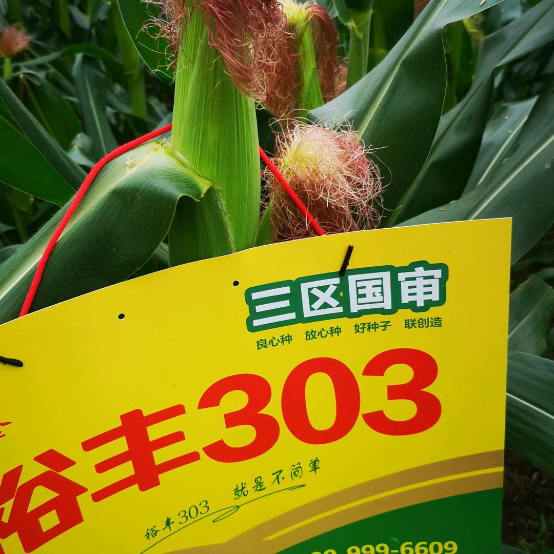 金哥灌云县张道金籽种门市13951251