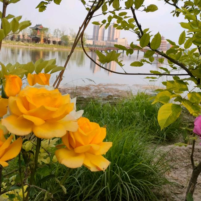 风儿轻轻飘过来