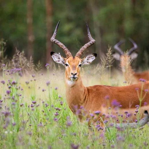 罗密欧家男装店