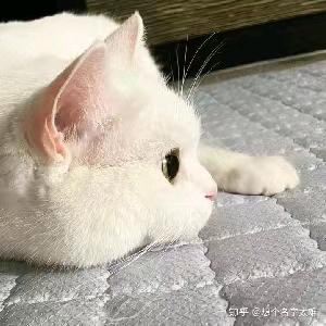 兔娘老师的小玩意
