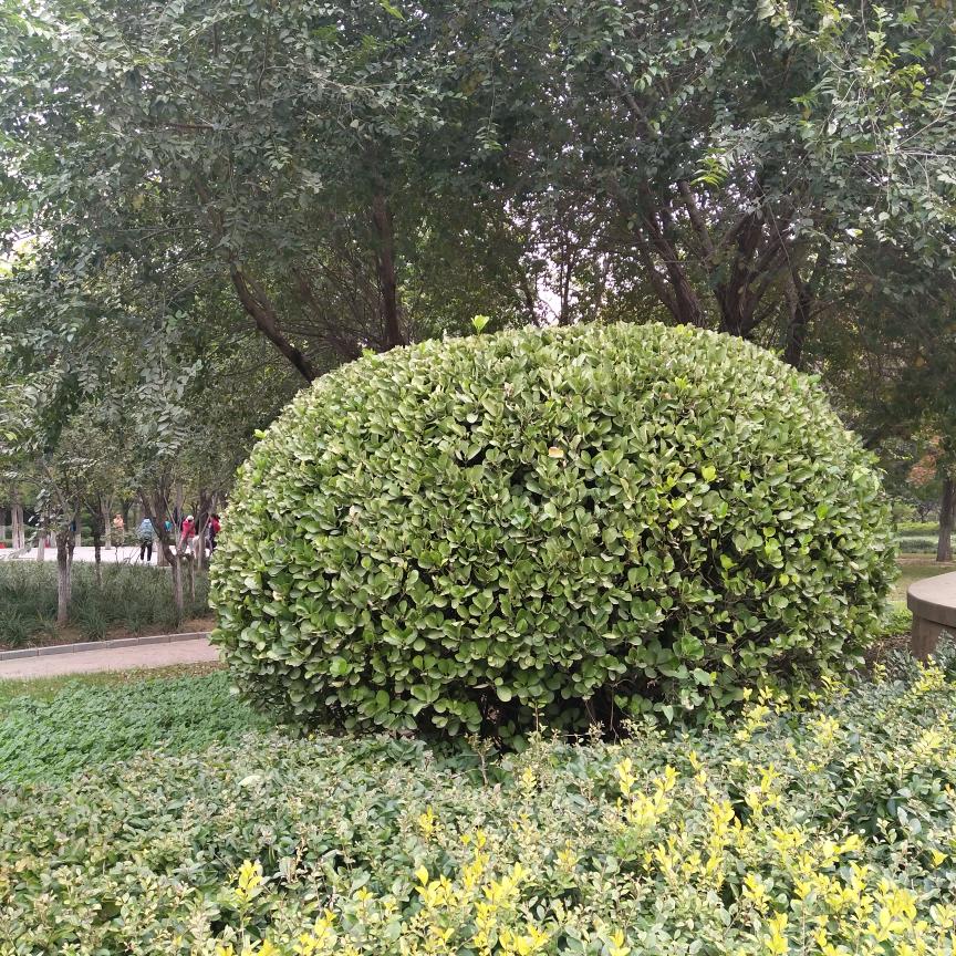 幸福的人
