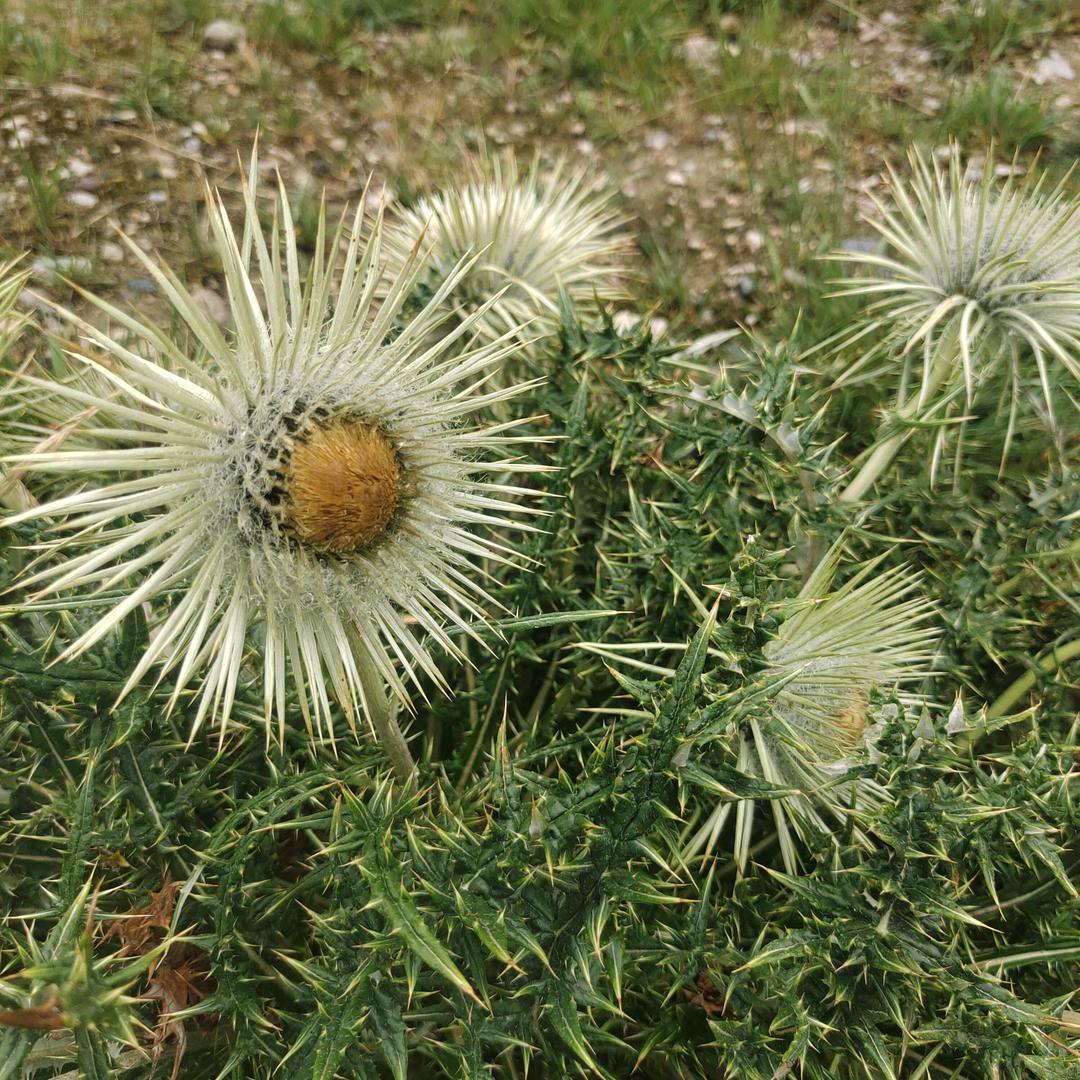 有毒的草。。开着迷人的花