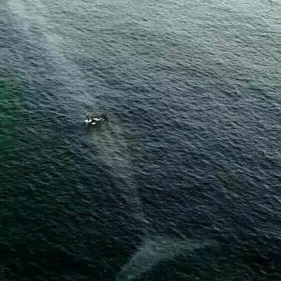 海钓小马