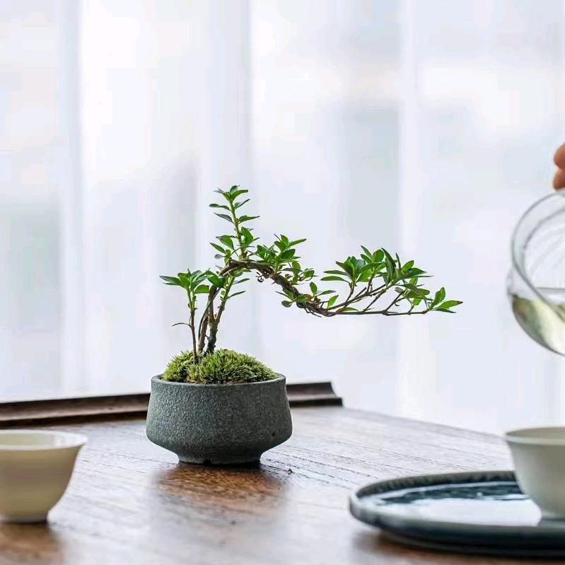青州花语堂迎春花盆景