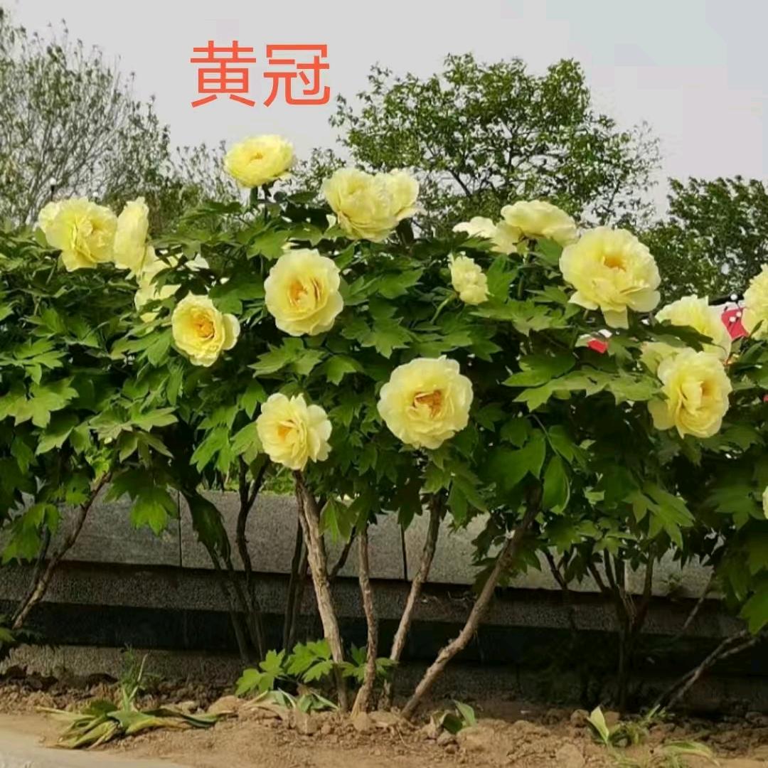 菏泽花之润牡丹芍药