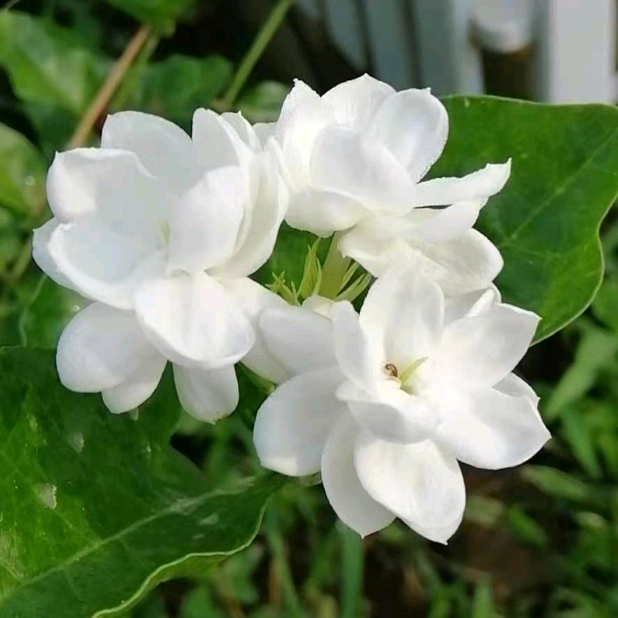 家文