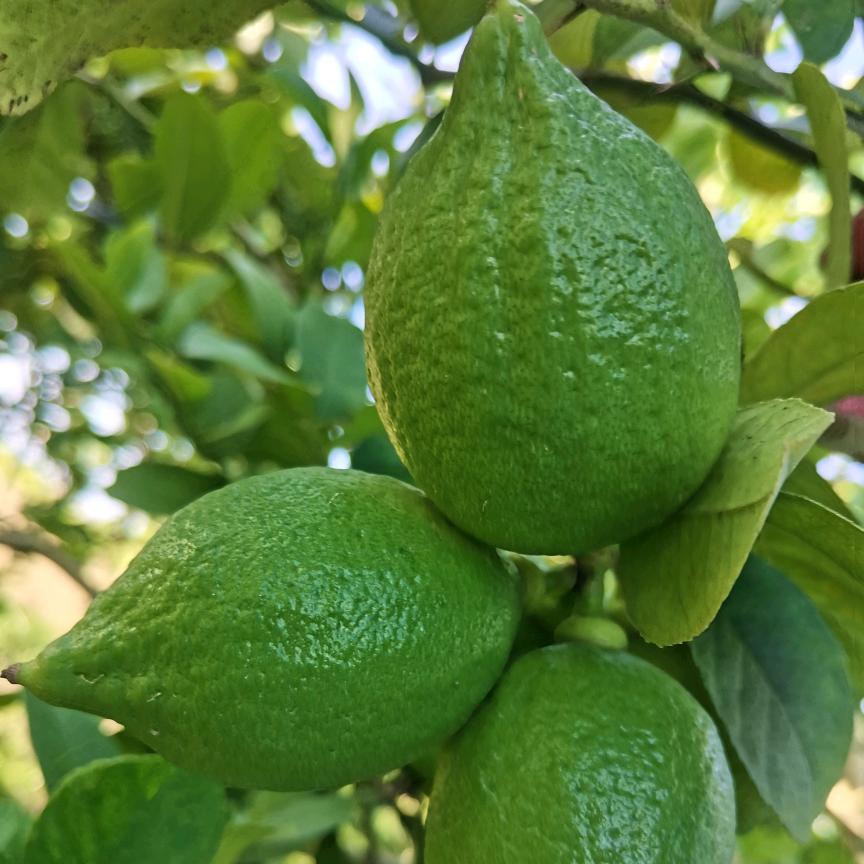 🍋四季柠檬🍋缘有柠（玉林）