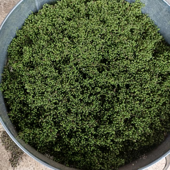 重庆市江津区财祥花椒种植场