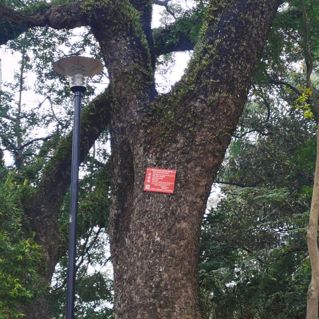 王哥