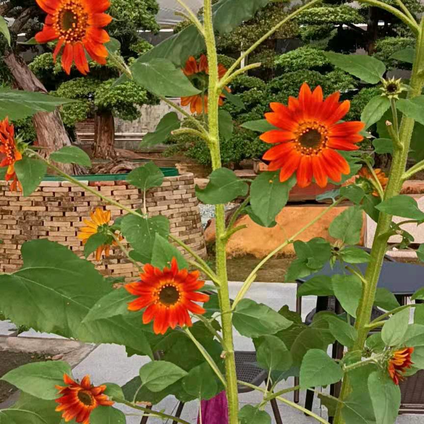 往事随风💐💐
