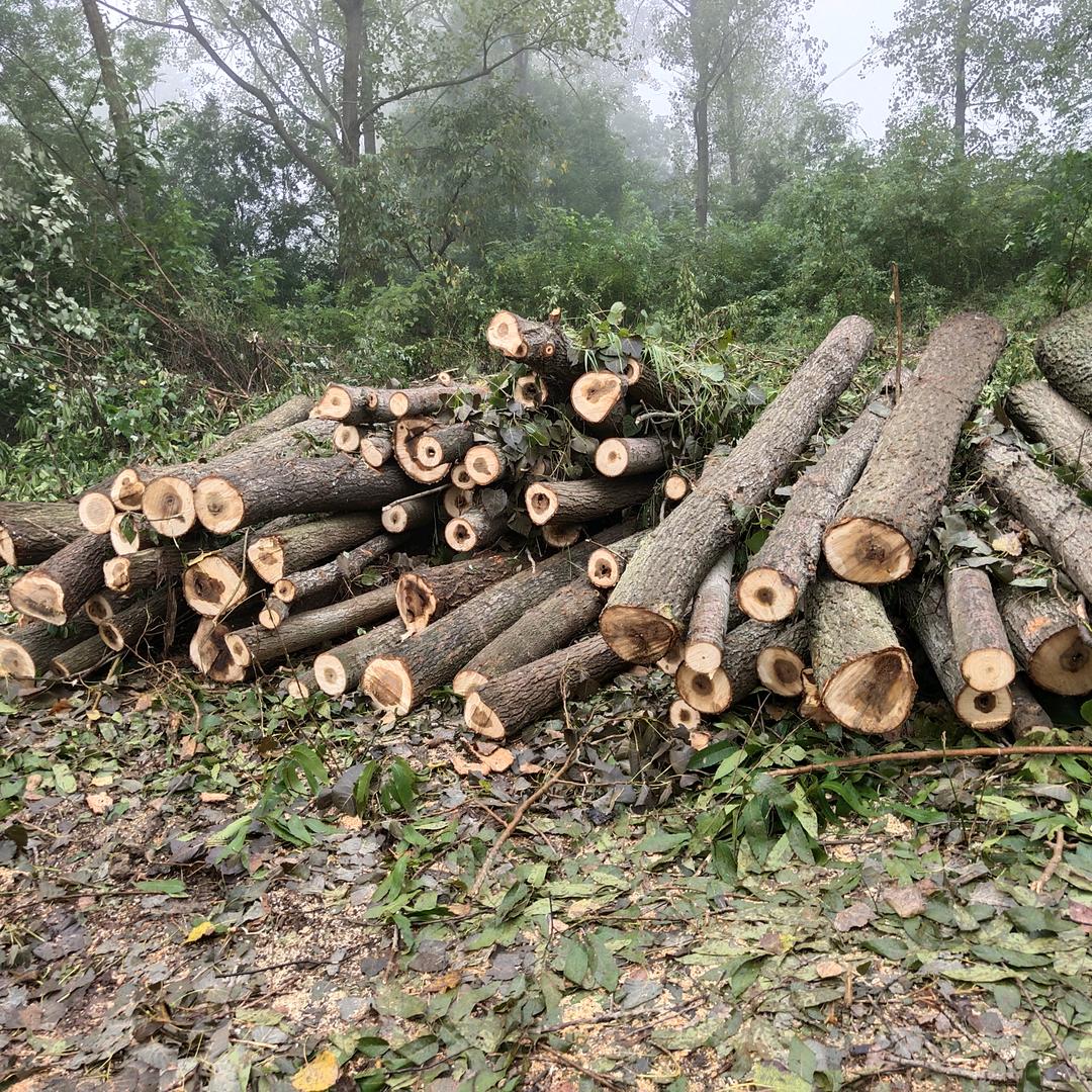 凤阳收树，伐树，走树