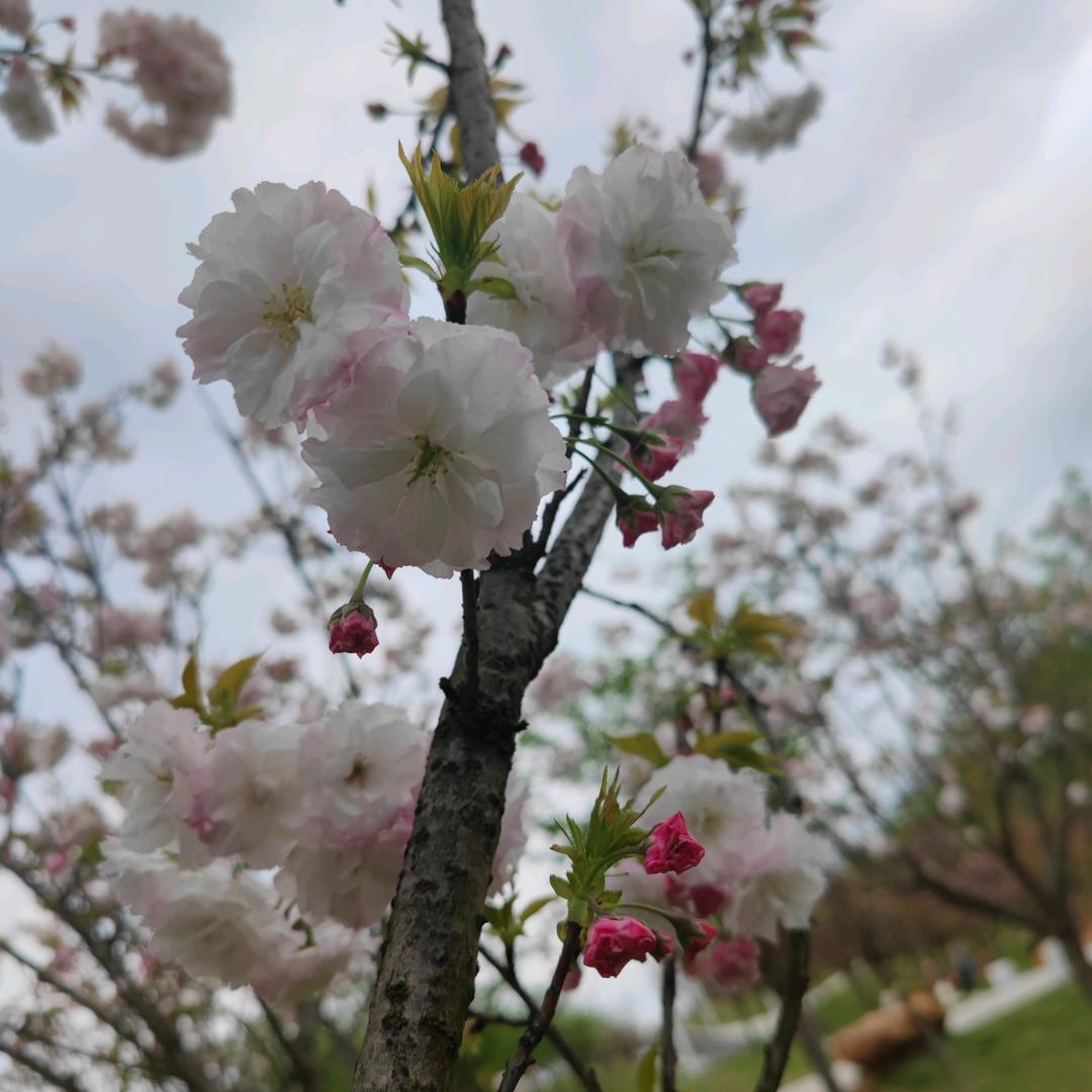 生活似烟