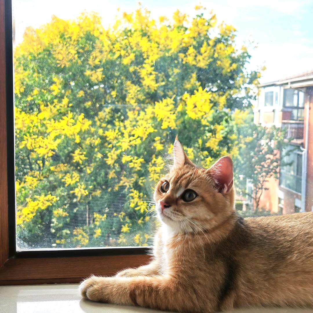 小猫，我们走！