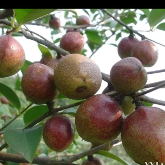 茶子   茶油  批发