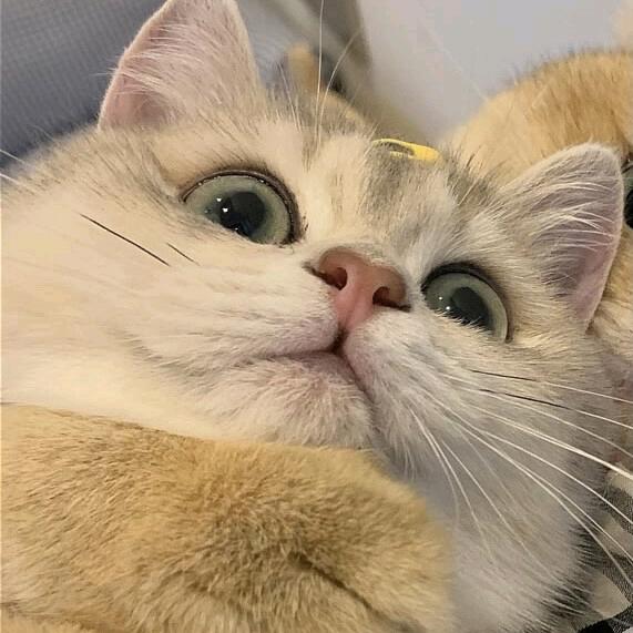 自信的修美女