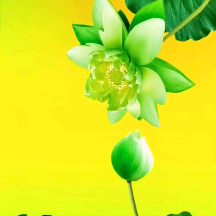 秋荷