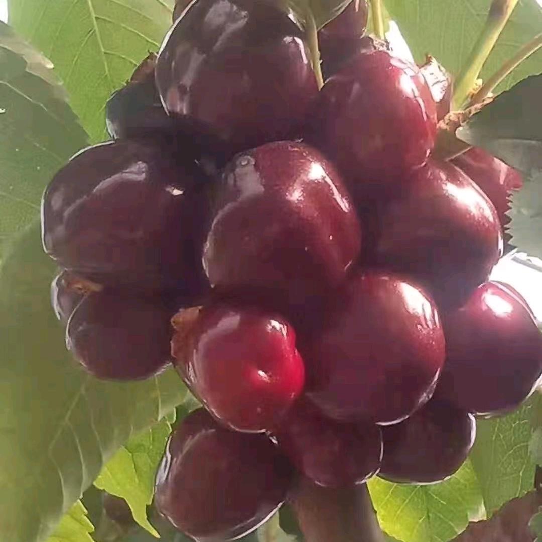 昆明金厘子农业科技有限公司（石林）