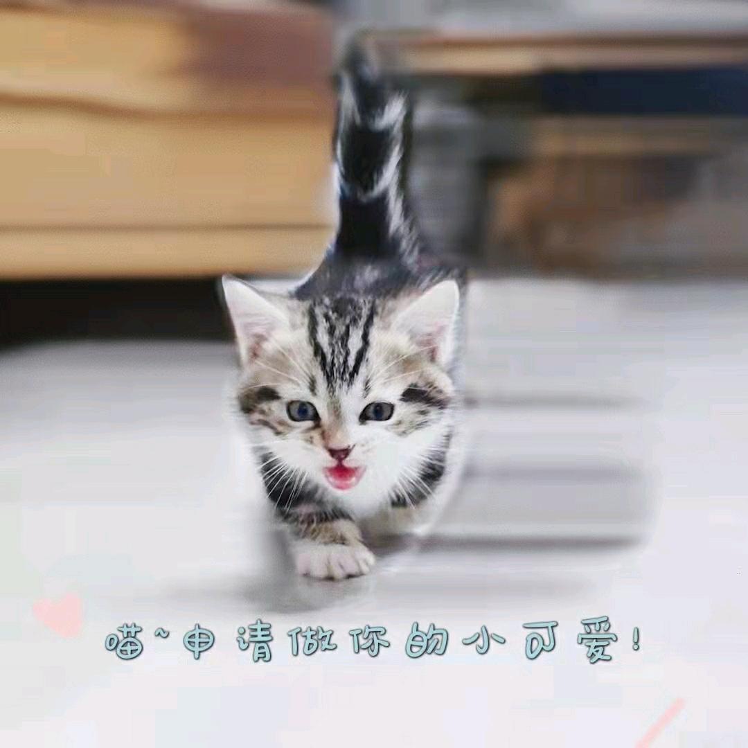 薯条家有动物园