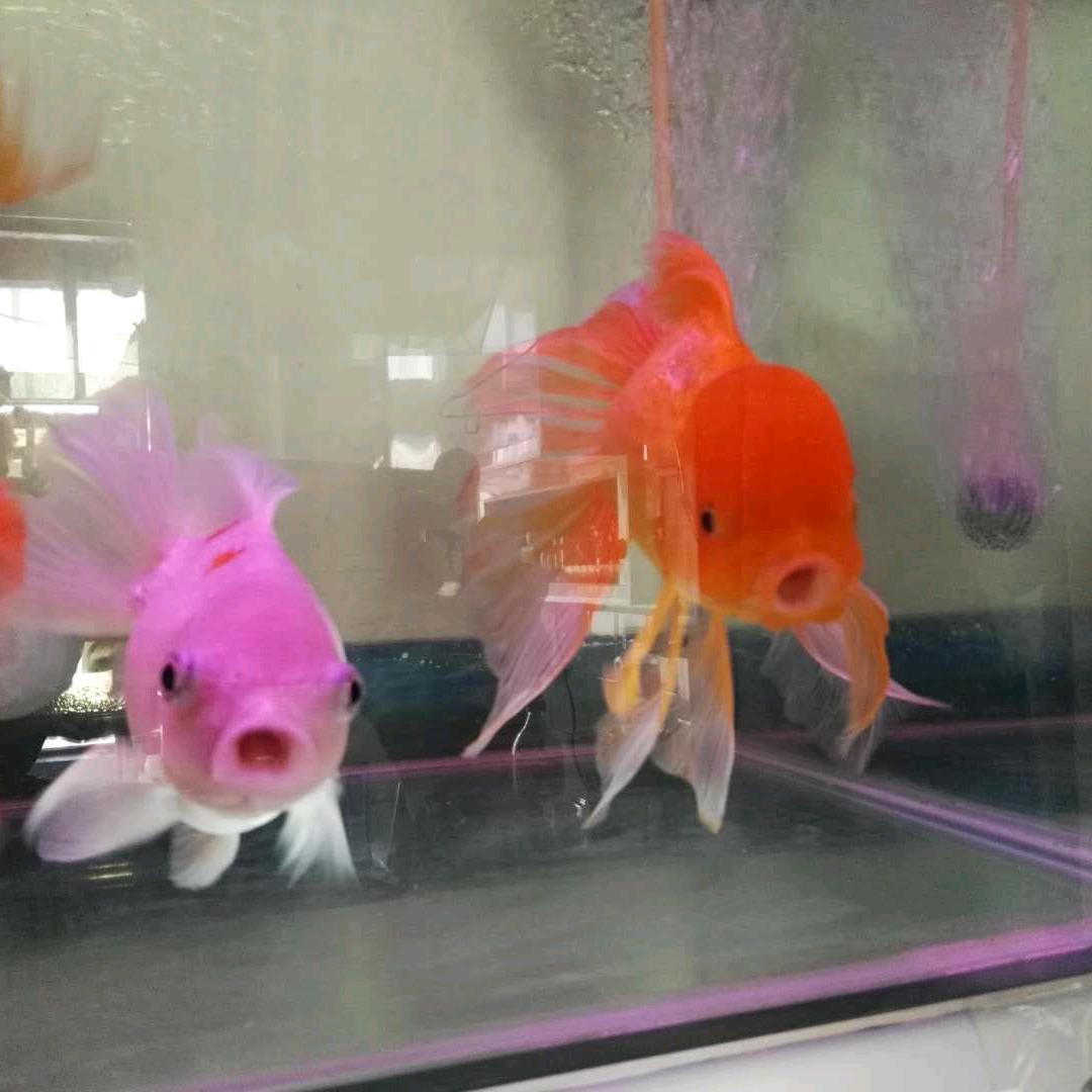 顺利