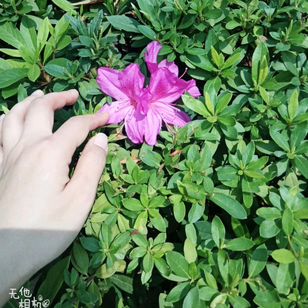 通芯白连