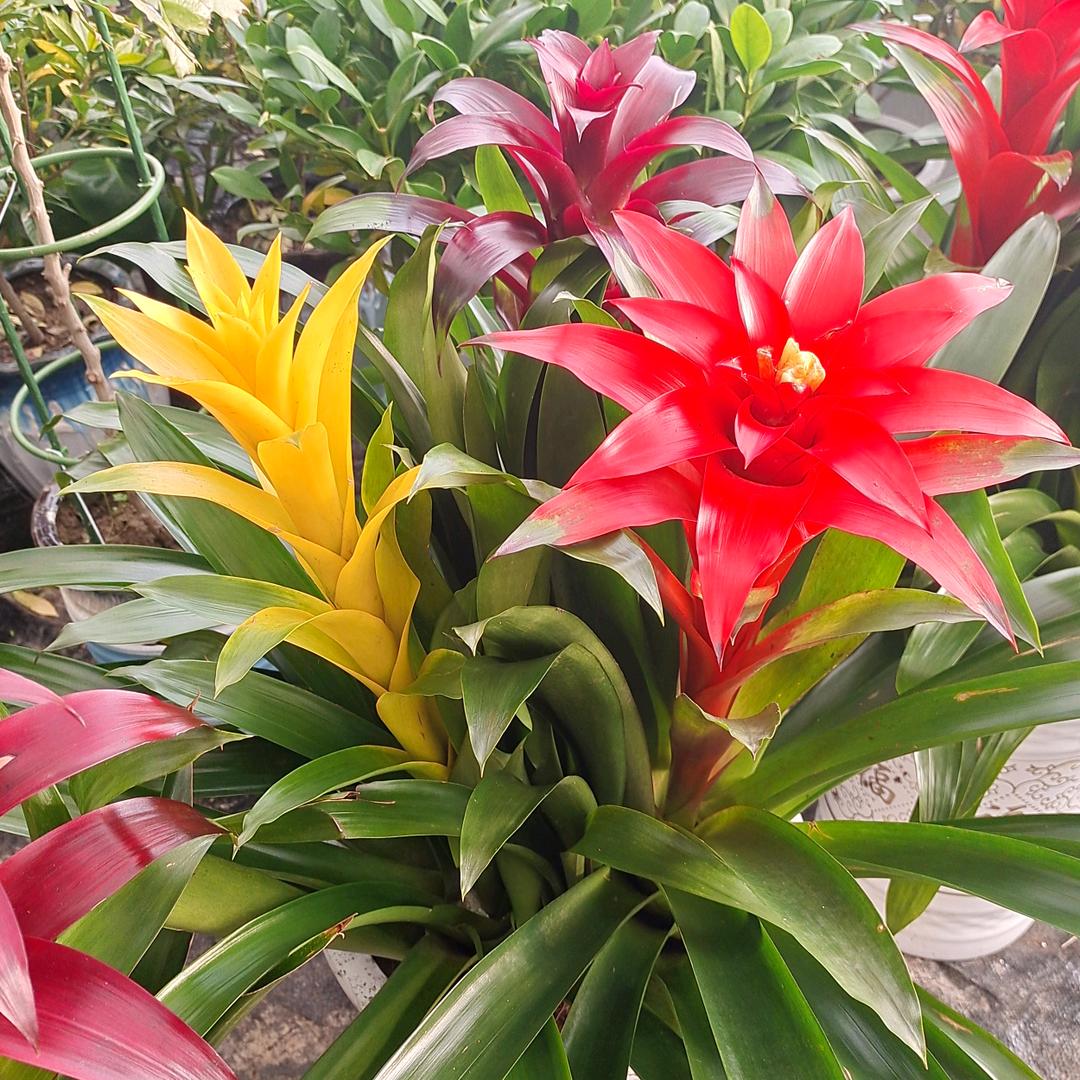 欣欣豪豪的妈妈