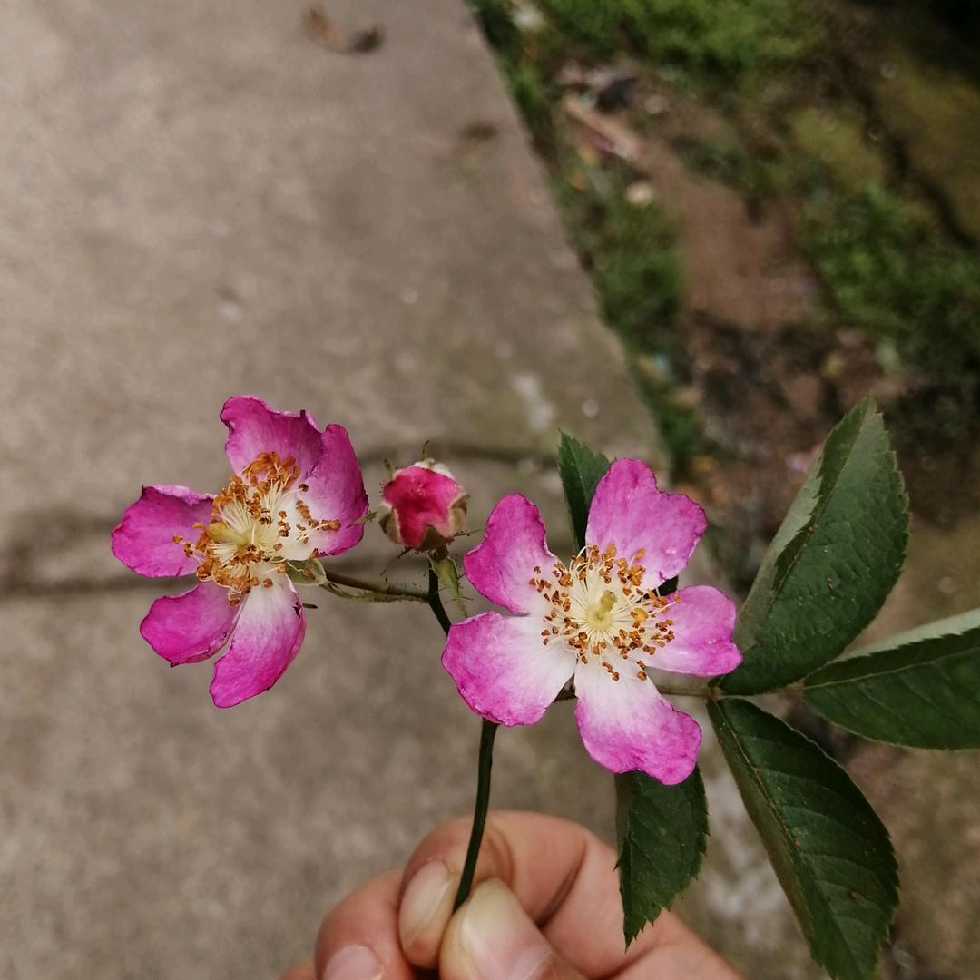 人间清醒~护崽狂魔