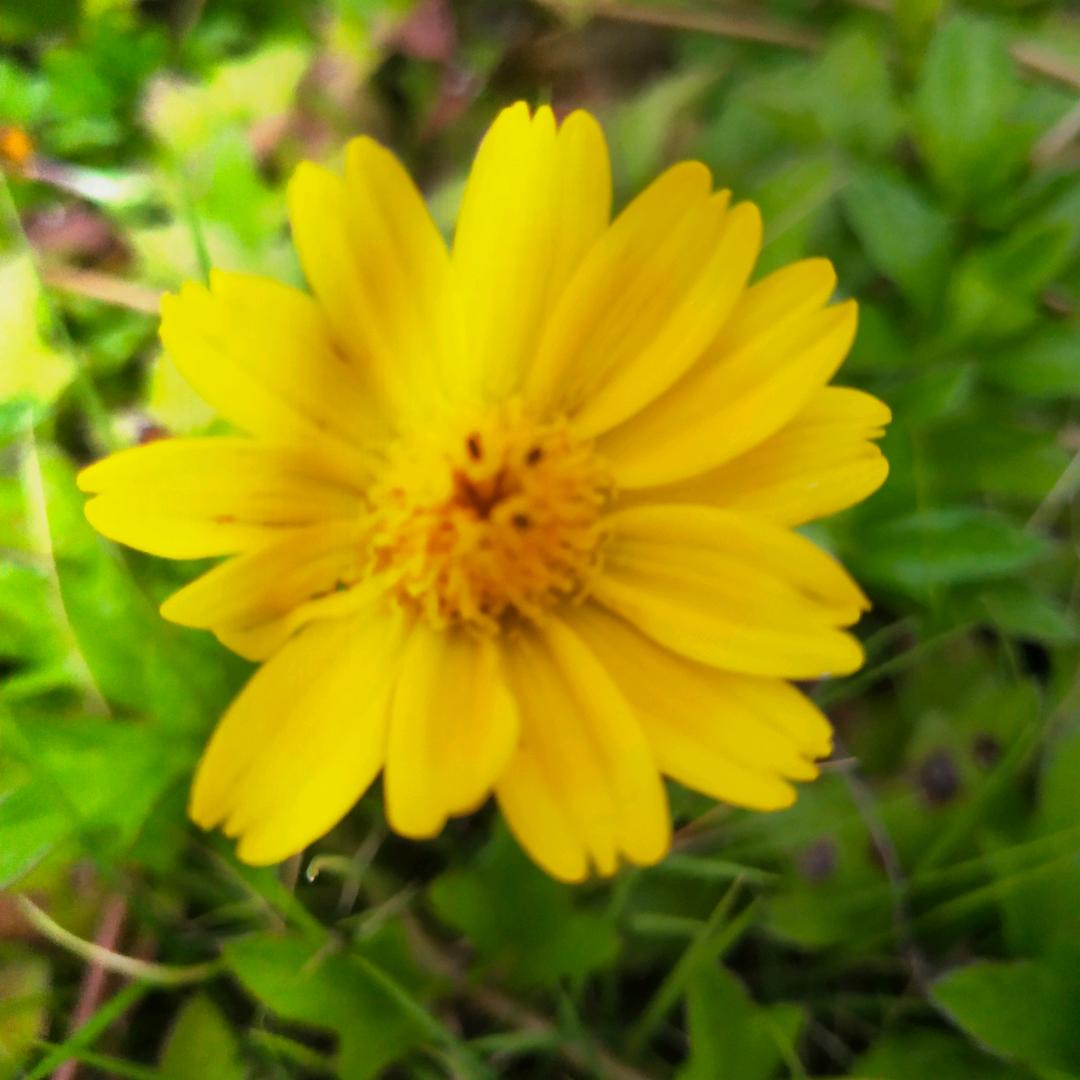 香菊