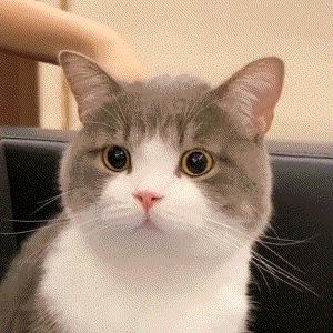 莫莫莫(QQ飞车手游)