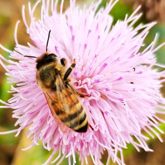 ٩(๑^o^๑)۶蜜蜂