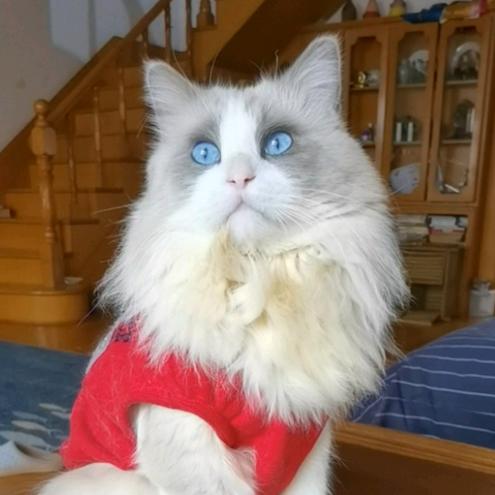 铛铛宝是猫
