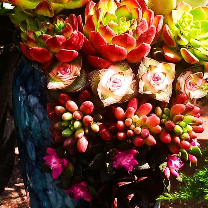 雨农多肉花卉绿植馆