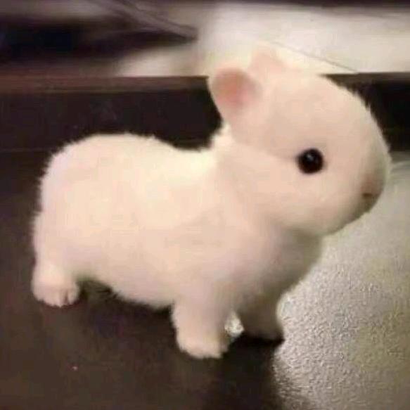 猫猫狗狗兔