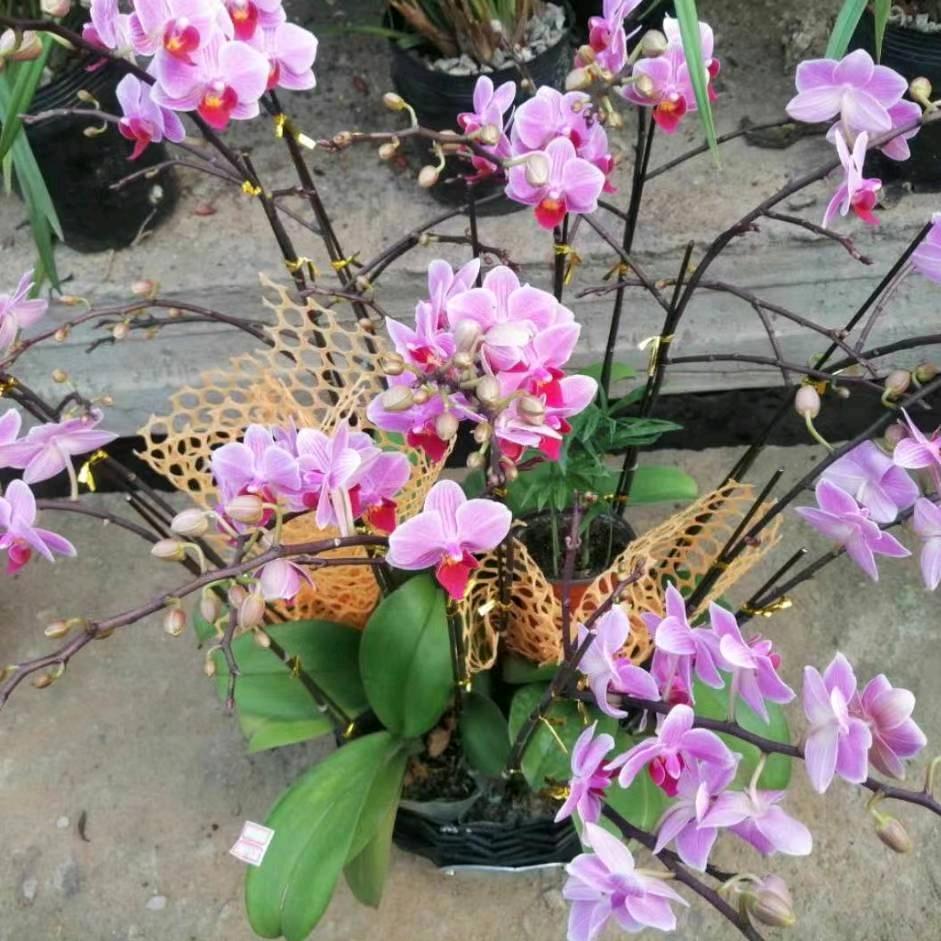 @带刺的玫瑰~