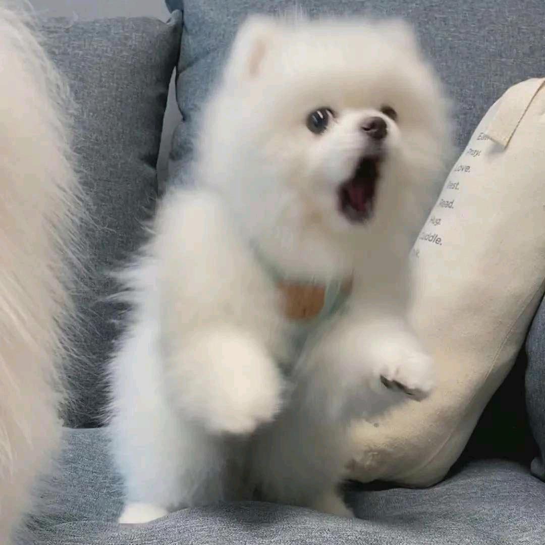 🌈TM欺负老实人😭