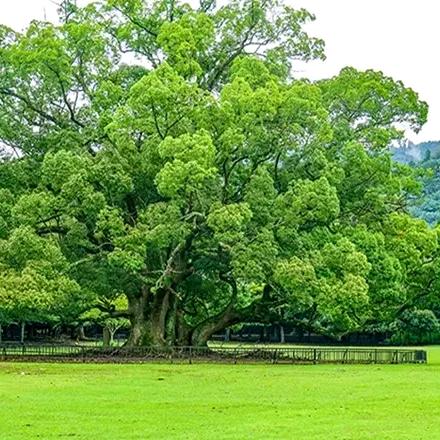 江南昊轩园林公司