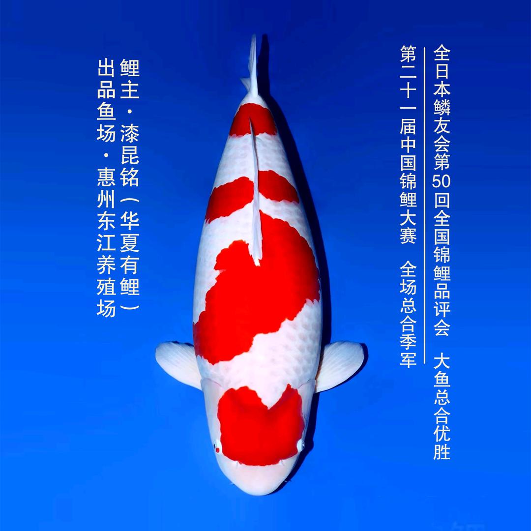 华夏有鲤锦鲤