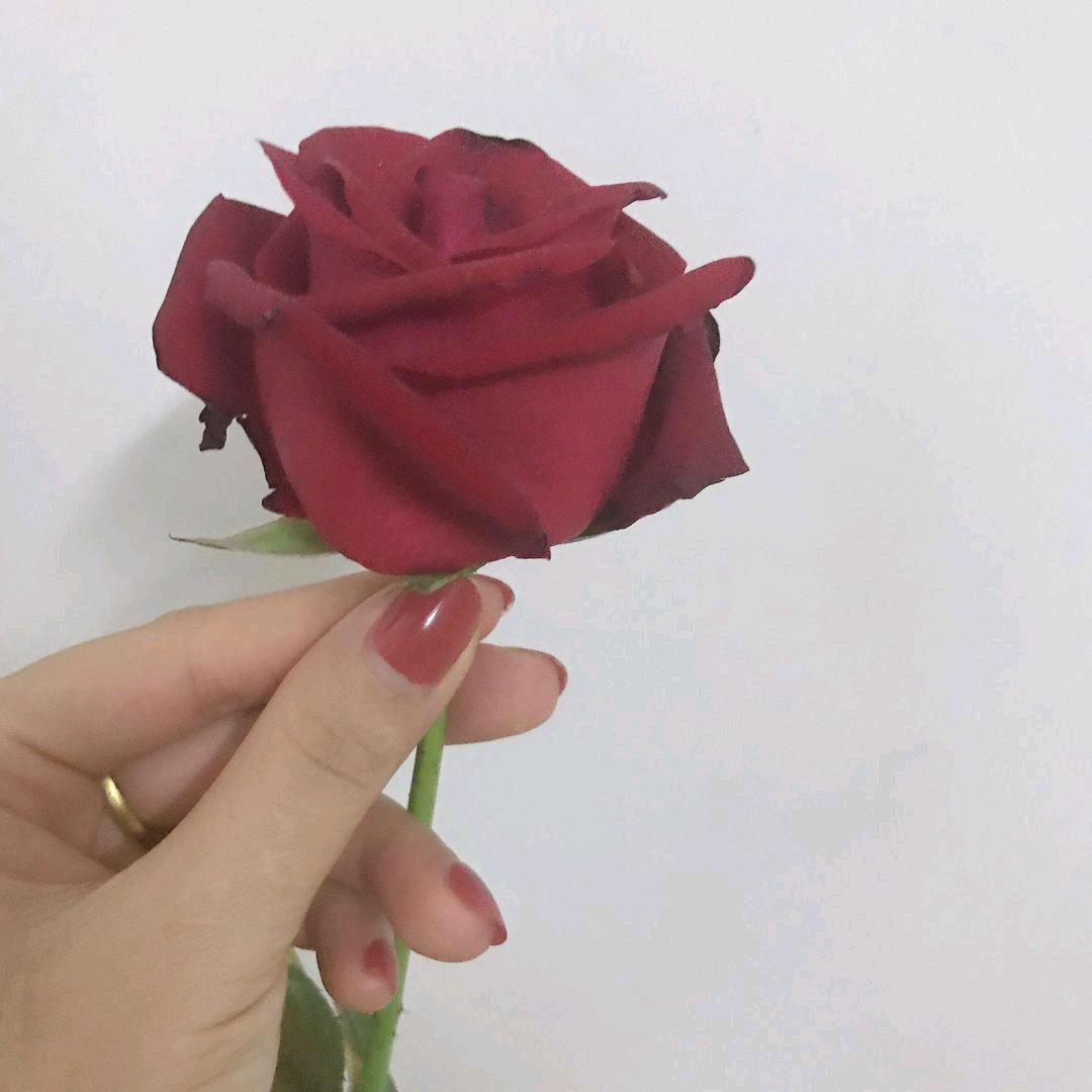 🌹花二少🌹