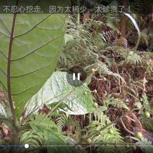 霸道山大王纯野生土特产