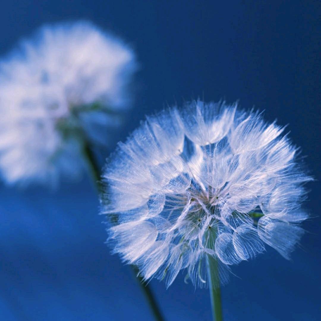 蒲公英越南语教学